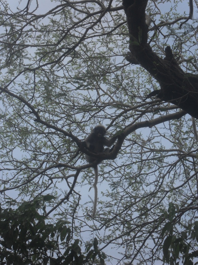 Primates in the trees along the path